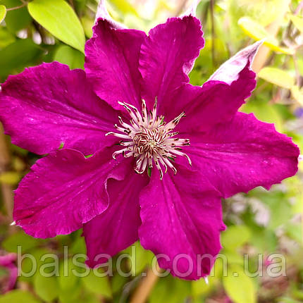 Клематис Ернест Маркхем / C2 / 3 роки / Clematis Ernest Markham, фото 1
