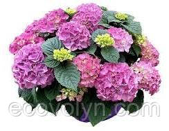 Гортензія широколиста TABLETENSIA PINK