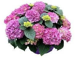Гортензія широколиста TABLETENSIA PINK