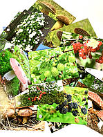 Картки з фотоілюстраціями. Кущі, гриби