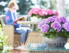 Гортензія широколиста TABLETENSIA PINK, фото 1