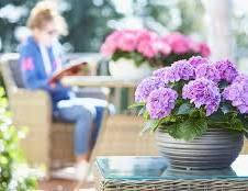 Гортензія широколиста TABLETENSIA PINK