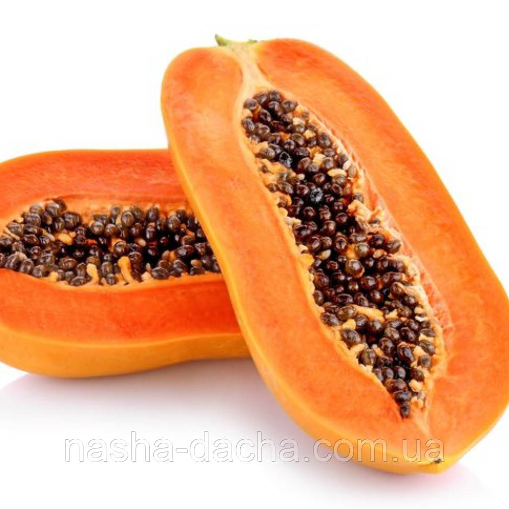 Папая королівська (горщик 0,5л)