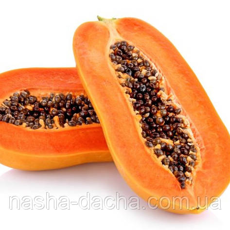 Папая королівська (горщик 0,5л), фото 1