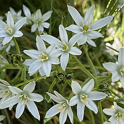 Цибулини Орнітогалум, Птахомлічник, Птахомлечник (Ornithogalum) Umbellatum садовий