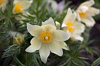 Простріл (сон трава) Прима Вайт (Prima White) насіння 10 шт.