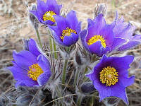 Простріл (сон трава) Блю Орест (Blue Orest) насіння 10 шт.