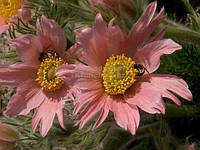 Простріл (Сон трава) Море Майн (More Mine) насіння 10 шт.