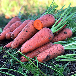 Насіння морква Червоний Велетень 10 г.