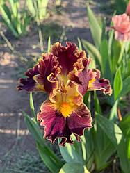 Ірис карликовий  “Famous” 1 шт.