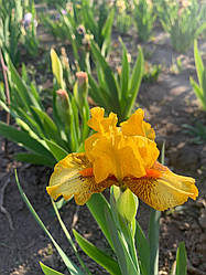 Ірис карликовий  “Spicy Hot” 1 шт.