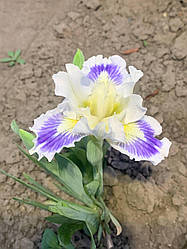 Ірис карликовий “Twinkle Little Star” 1 шт.