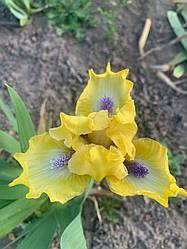 Ірис карликовий “Hit the Jackpot” 1 шт.