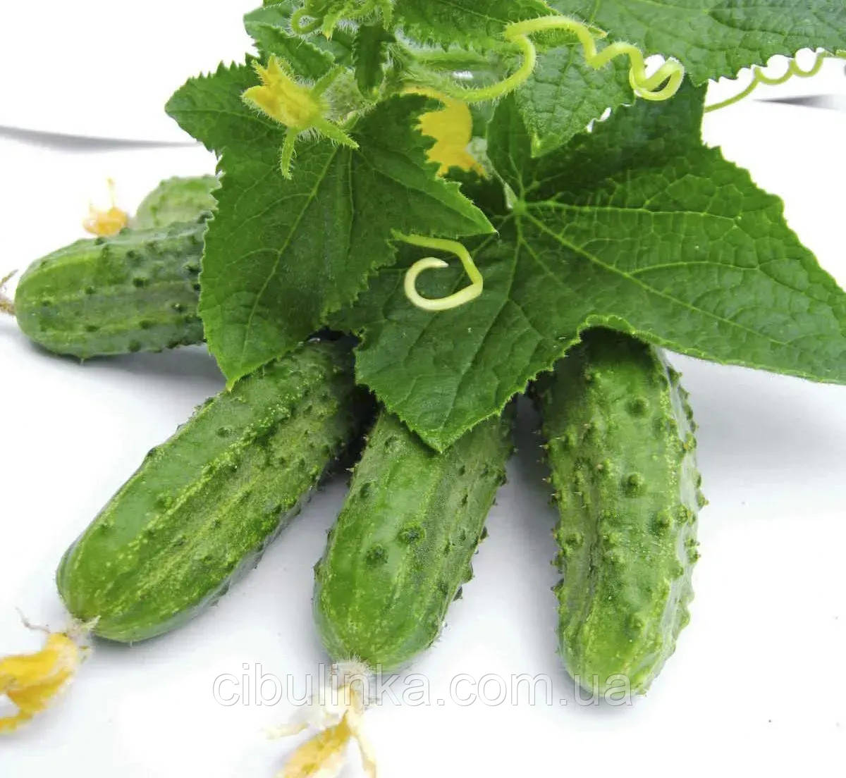 Огірок Регал F1 Clause/Франція 20 шт., фото 1