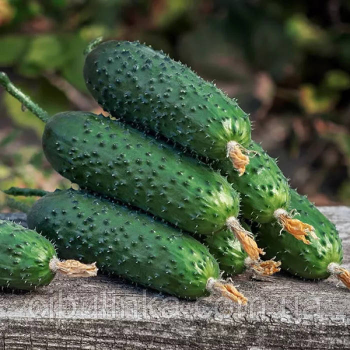 Огірок Северін F1 Enza Zaden/Нідерланди 10 шт, фото 1