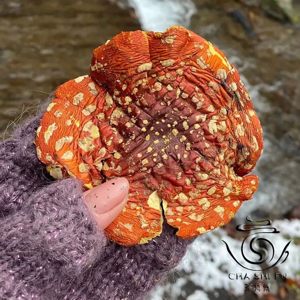Мухомор Карпатський, Amanita Muscaria