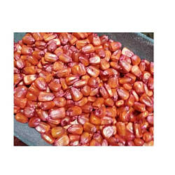 Насіння кукурудза кормова Любава 0,5кг