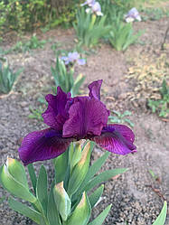 Ірис карликовий “Mygun” 1 шт.