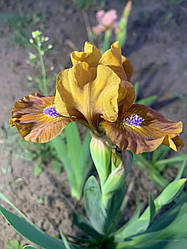 Ірис карликовий “Ryzhik” 1 шт.