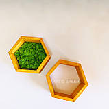 Настінні соти-полички зі стабілізованим мохом, діаметр 24 см. Декоративні соти з мохом на стіну, фото 7