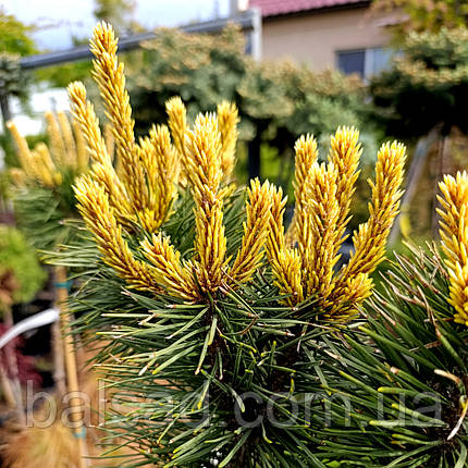Сосна Тейлорс Санбаст / Штамб h 95-105 / Pinus Taylor's Sunburst, фото 1