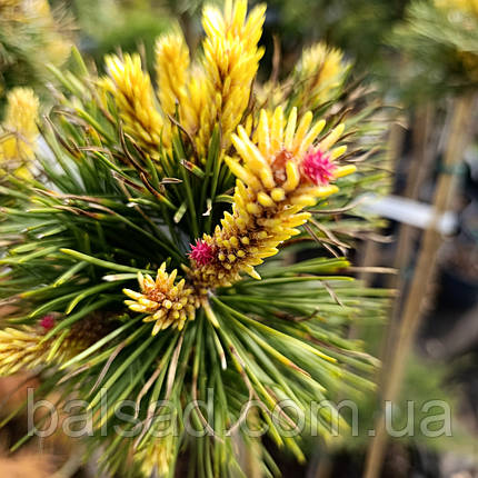 Сосна Тейлорс Санбаст / Штамб h 95-105 / Pinus Taylor's Sunburst, фото 3
