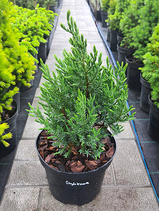 Ялівець китайський Стрікта (Stricta) саджанець в горщику 3 л, фото 1