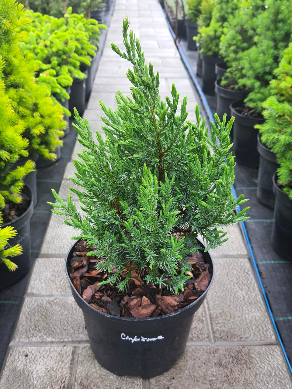 Ялівець китайський Стрікта (Stricta) саджанець в горщику 3 л