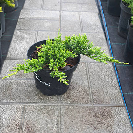 Ялівець Принц Уельський (Juniperus horizontalis Prince of Wales) саджанець в горщику 1.5 л, фото 1