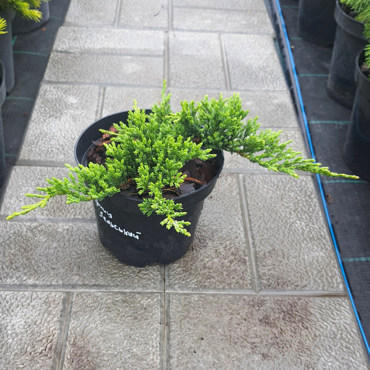 Ялівець Принц Уельський (Juniperus horizontalis Prince of Wales) саджанець в горщику 1.5 л