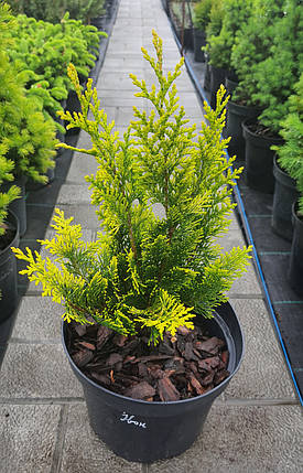 Кіпарисовик Лавсона Івон (Ivone) саджанець в горщику 3 л, фото 1