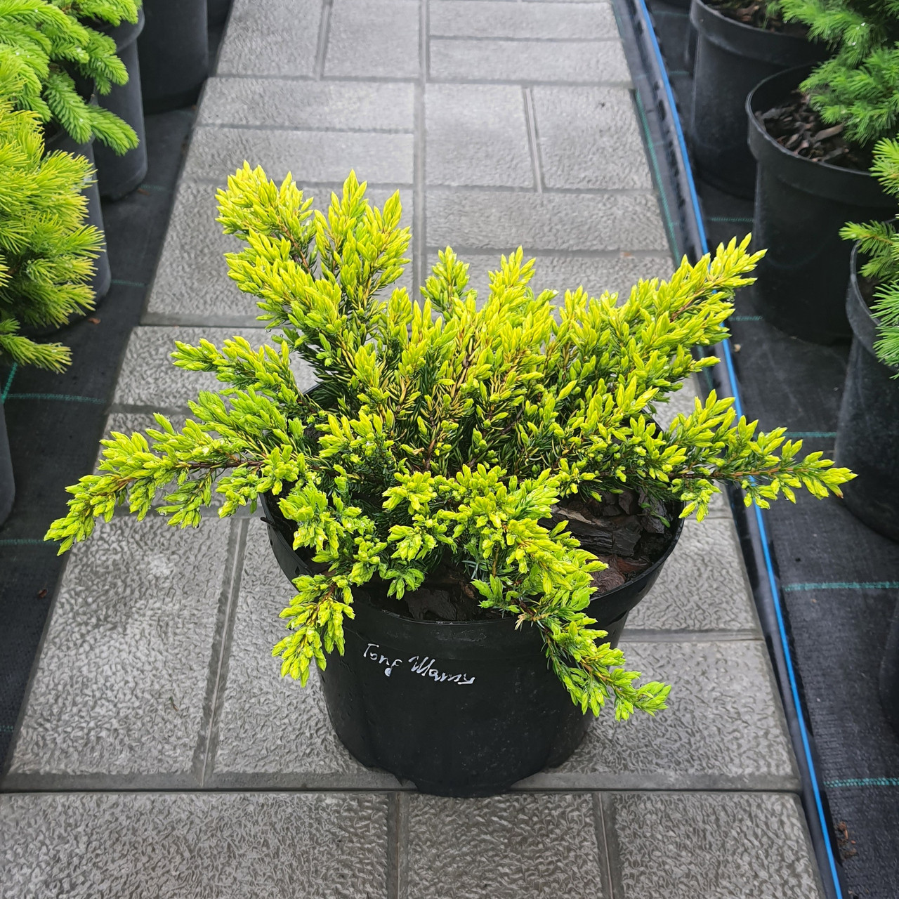 Ялівець Голдшатц (Juniperus communis Goldschatz) саджанець в горщику 3 л