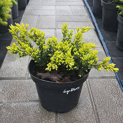 Ялівець Голдшатц (Juniperus communis Goldschatz) саджанець в горщику 1.5 л, фото 1