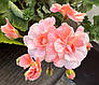 Пеларгонія Шик Забава, фото 2