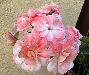 Пеларгонія Шик Забава