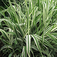 Саджанці Фаляриса тростинного (Phalaris arundinacea)