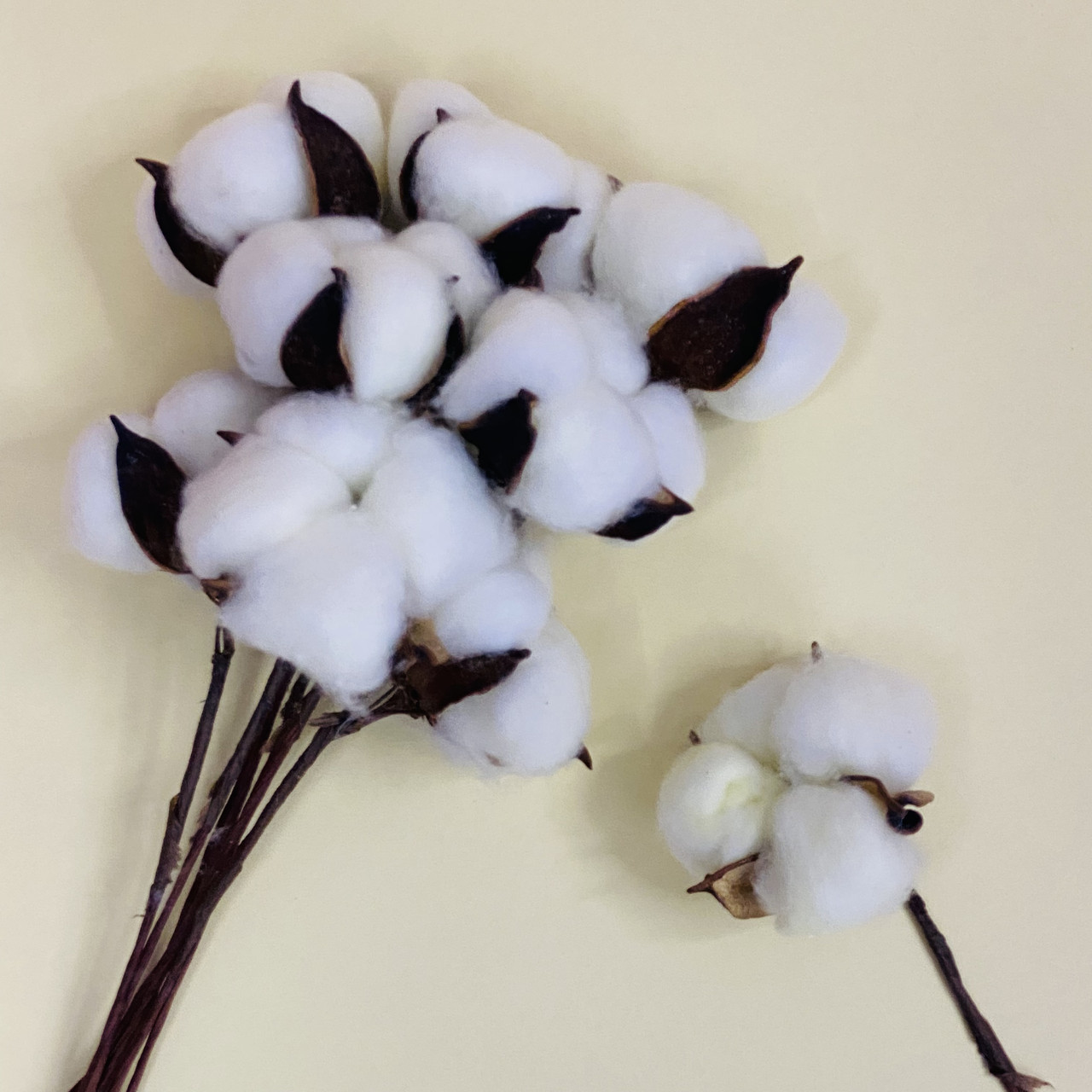 Бавовна сухоцвіт гілка молочна, фото 1