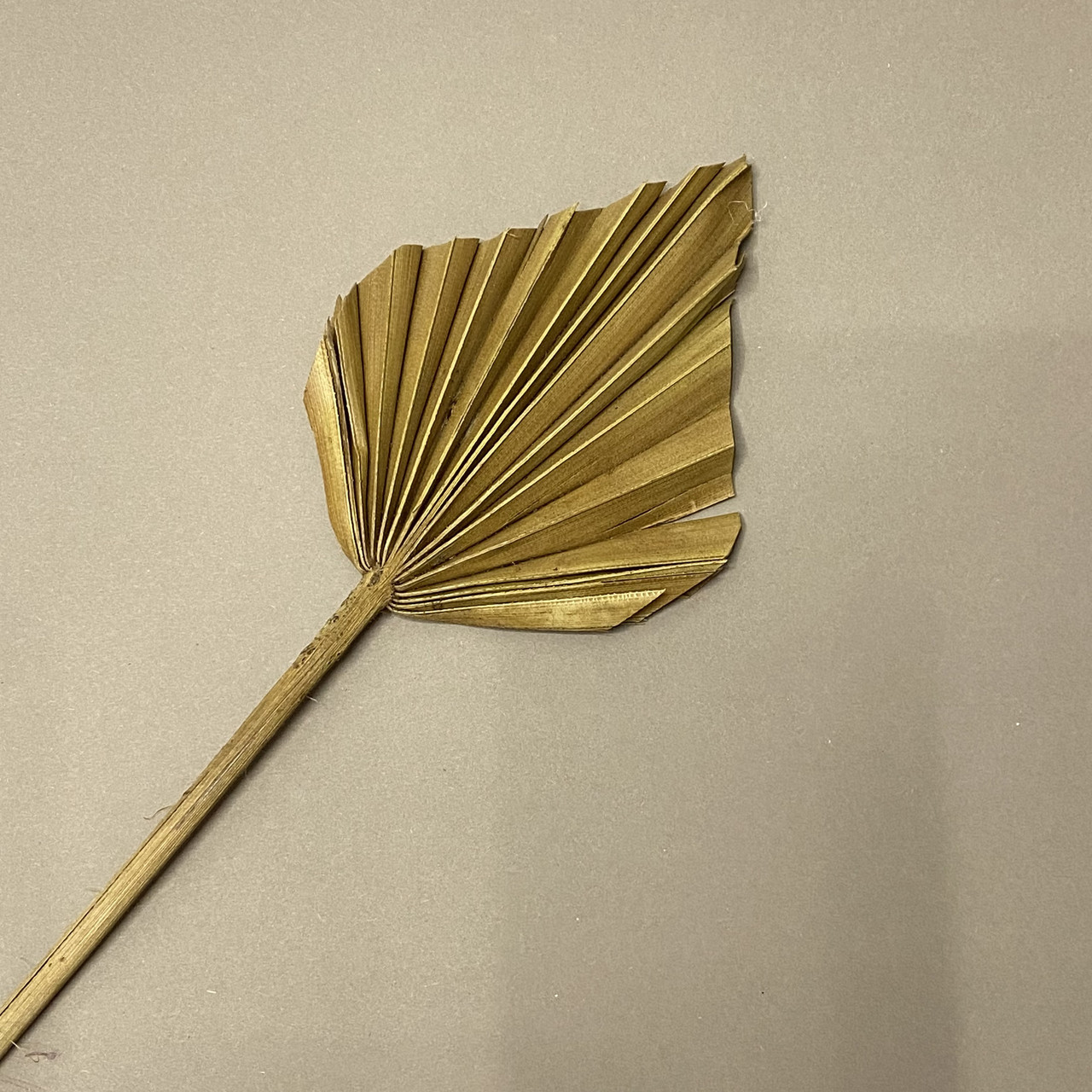 Сухе пальмове листя 1 шт 10-12 см, фото 1