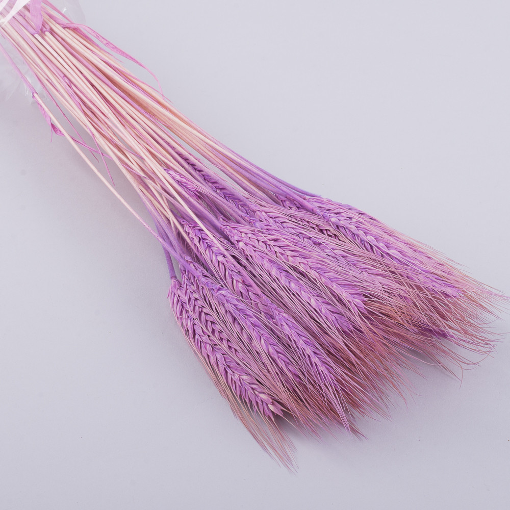 Пшениця сухоцвіт лілова 50 шт., фото 1