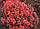 Барбарис тунберга Red Carpet, фото 2