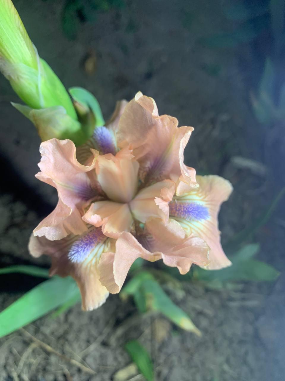 Ірис карликовий “Cocoa Pink” 1 шт., фото 1