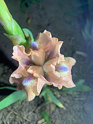 Ірис карликовий “Cocoa Pink” 1 шт.