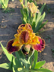 Ірис карликовий “Jolly” 1 шт.