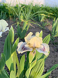 Ірис карликовий “Cat And Mouse” 1 шт.