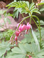 Діцентра рожева