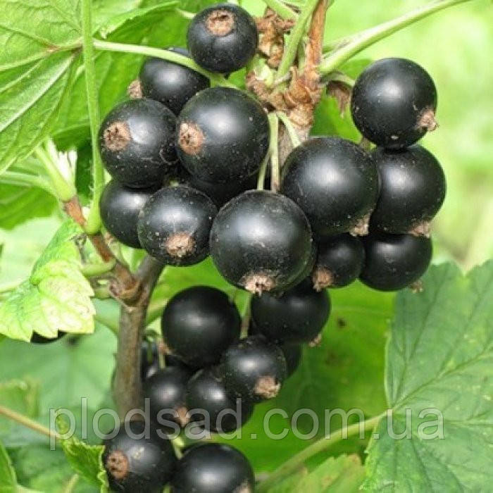 Смородина чорна Оріана