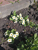 Примула звичайна багаторічна