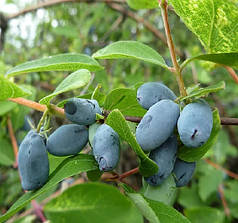 Жимолость сорт Boreal Best 1 річна, напівупакована