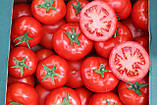 Насіння томату Оазис F1 / Оazis F1 , 250 насінин, фото 5