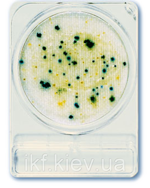 Compact Dry CF Коліформи (БГКП) (4 шт.), фото 1